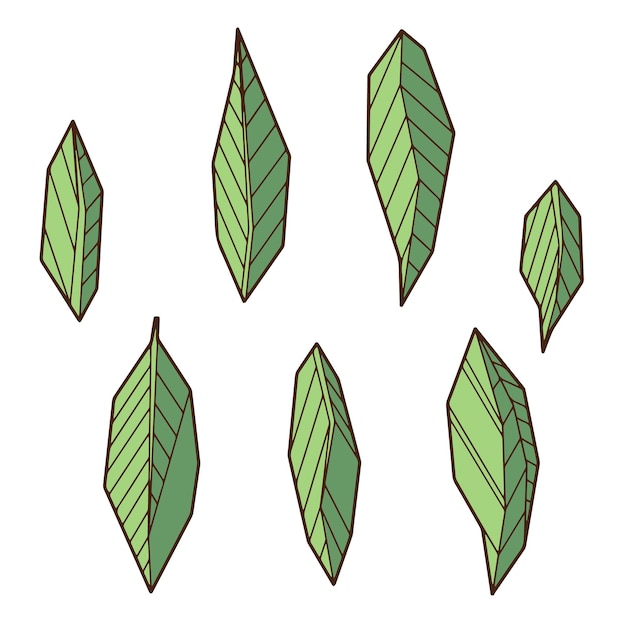 Colored hand drawind geometrical leaves YlangIlang leaves line art