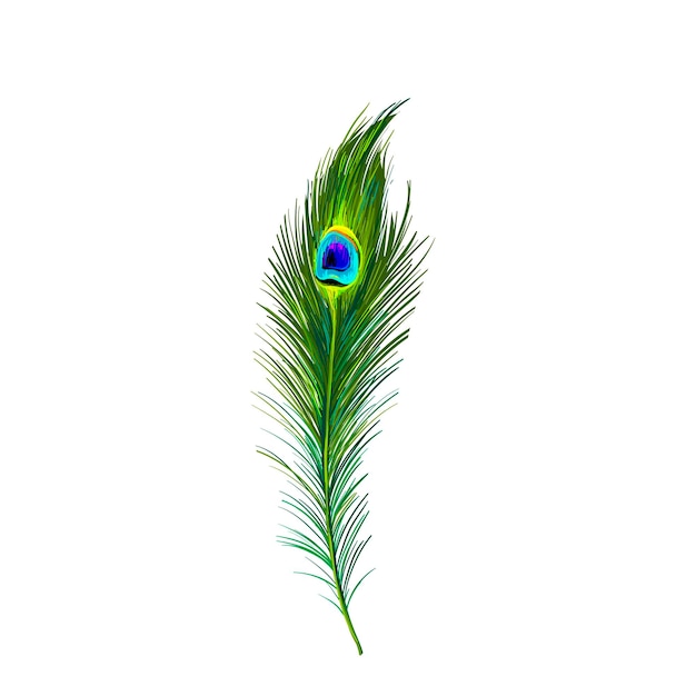 colored peacock feather