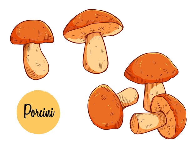 Colored porcini mushroom with hand drawn vector illustration