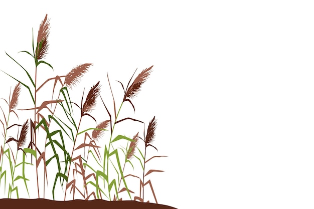 Colored silhouette of reeds, sedge, cane, bulrush, or grass on a white background.Vector illustration.