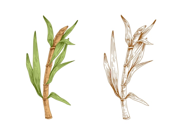 Colored sugarcane stalk with leaves and outlined sketch of sugar cane. Two branches of field plant. Couple of contoured botanical elements. Hand-drawn vector illustration isolated on white background.