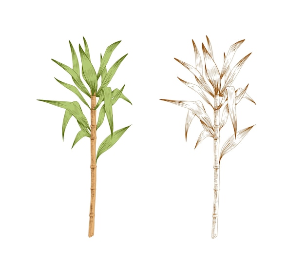 Colored sugarcane stem with leaves and outlined sketch of sugar cane. Two branches of field plant. Pair of contoured botanical elements. Hand-drawn vector illustration isolated on white background.