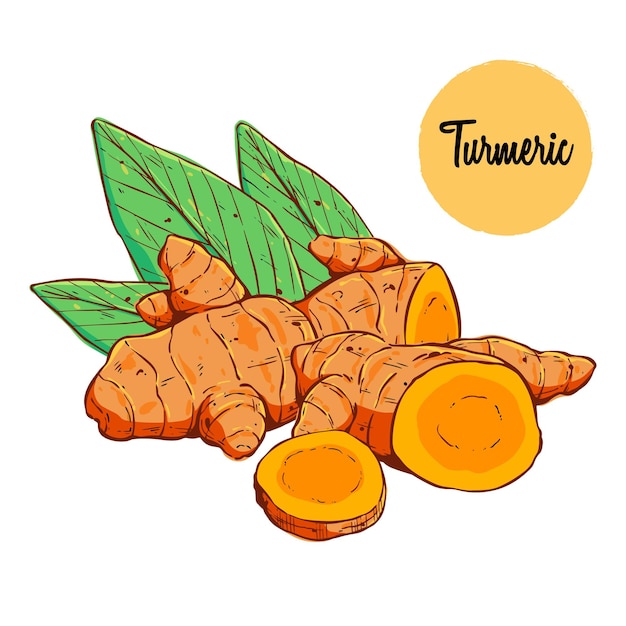 Colored turmeric root hand drawing vector illustration