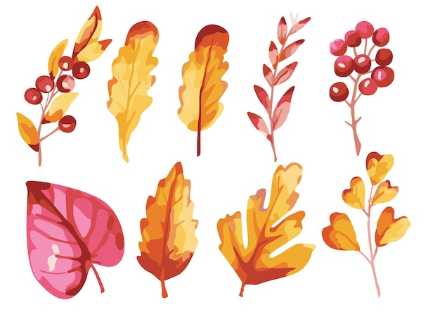 Colorful autumn leaves and berries illustration set on white background