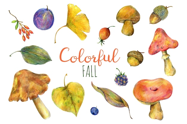 Colorful autumn Watercolor illustration of mushrooms autumn leaves dog rose plum acorn berries