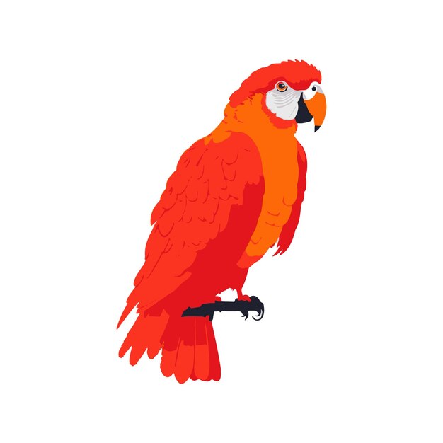 Vector colorful bird parrot vector illustration