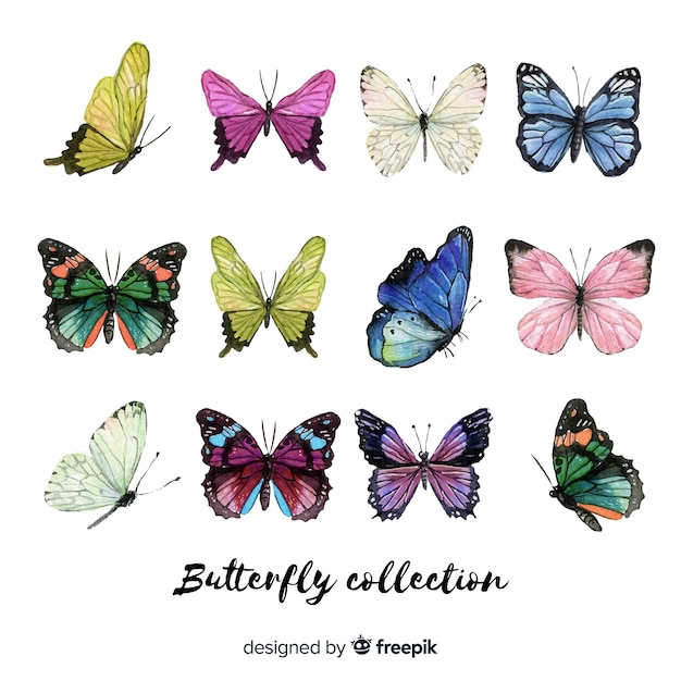 Colorful butterflies collection