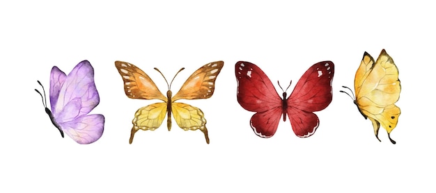 Colorful butterflies watercolor isolated on white background Purple orange yellow and red butterfly Spring animal vector illustration