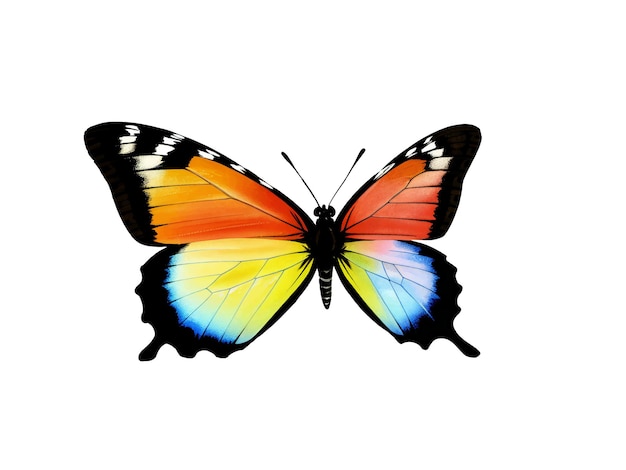 a colorful butterfly is shown on a white background