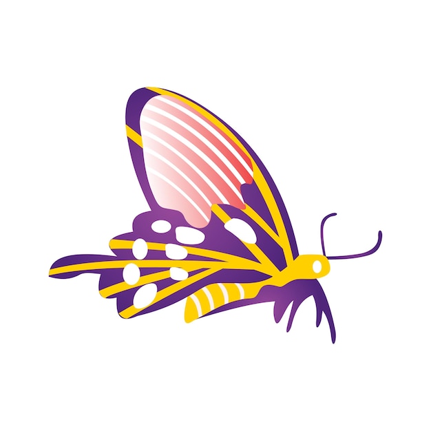 Colorful butterfly vector illustration on a white background