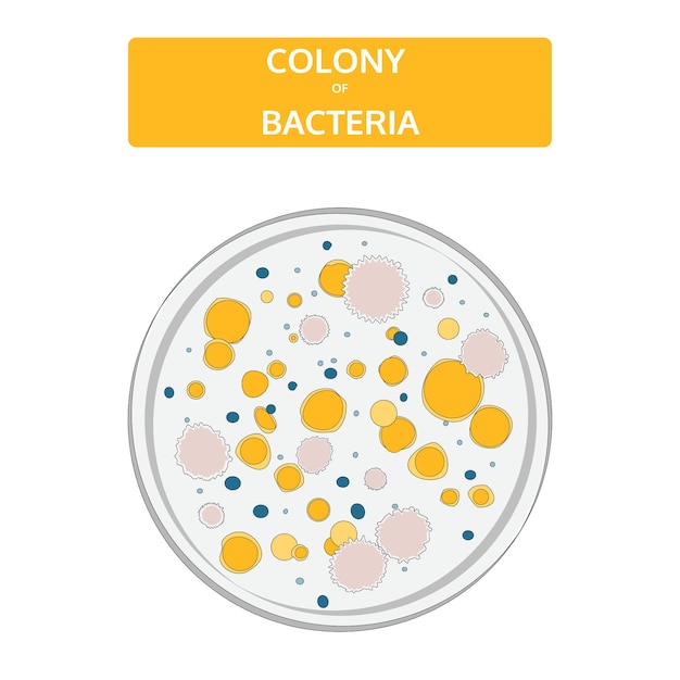 Colorful colonies of bacteria in a glass Petri dish