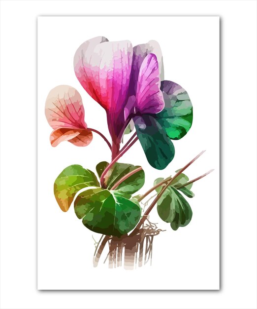 Vector colorful cyclamen flower with white background