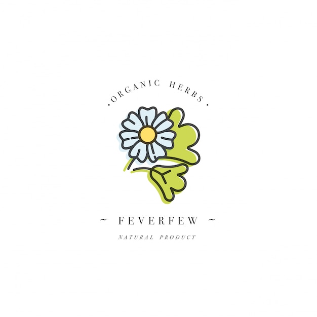  colorful design template logo and emblem healthy herb- feverfew. Logo in trendy linear style isolated on white background.