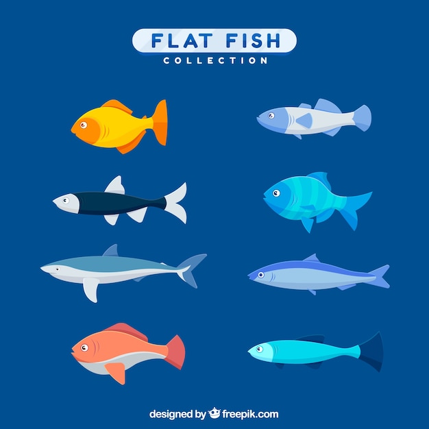 Colorful fishes collection in flat style