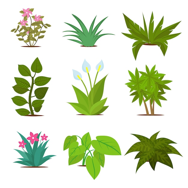 Colorful house plants isolated