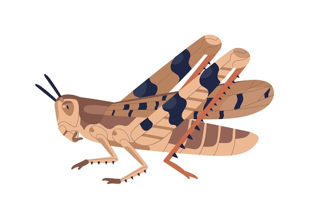 Colorful locust vector illustration. Wild winged insect isolated on white background. Parasite or agricultural plague. Huge creature harvest decimating. Bug threatening seasonal plant.