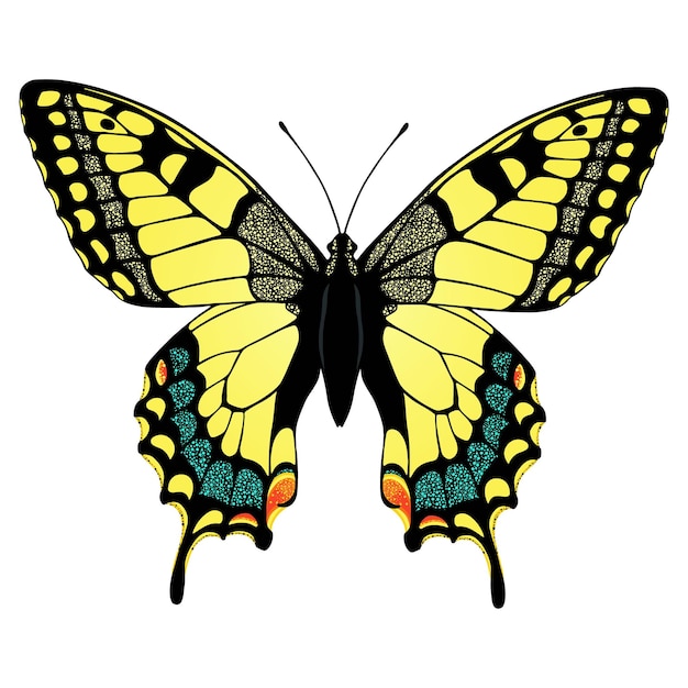 Colorful machaon butterfly illustration