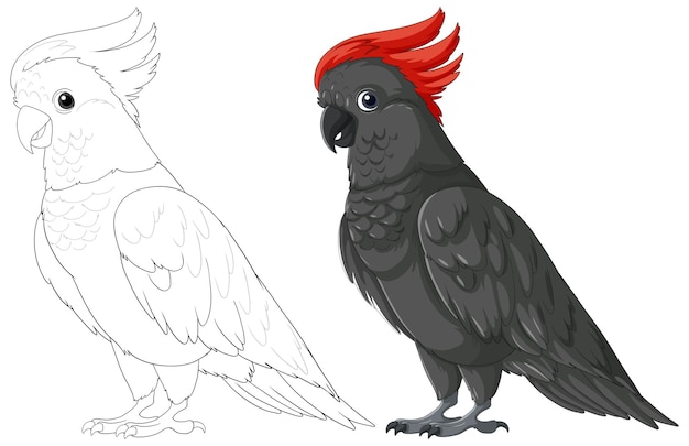 Colorful and Monochrome Cockatoo Illustrations