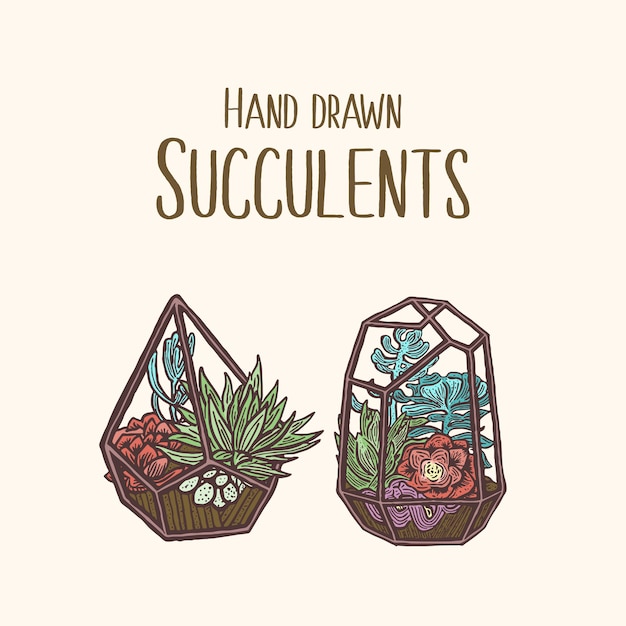 colorful plant illustration with hand drawn succulent