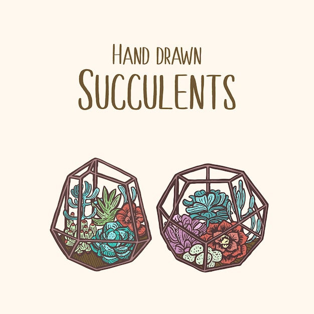 colorful plant illustration with hand drawn succulent