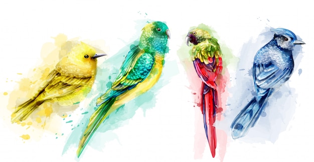 Colorful tropic birds watercolor