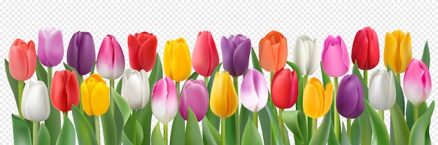 Colorful tulips, photorealistic spring flowers.