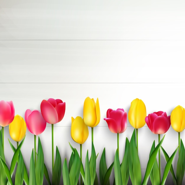 Vector colorful tulips on white wooden background