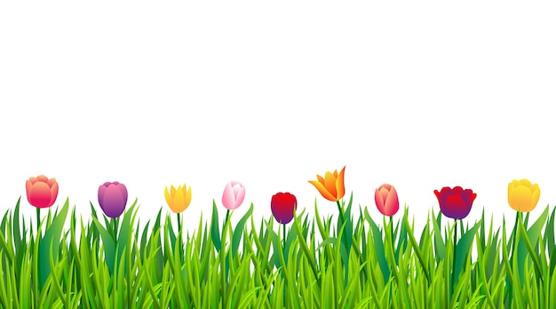 Colorful tulips with green grass isolated on white background Vector illustration