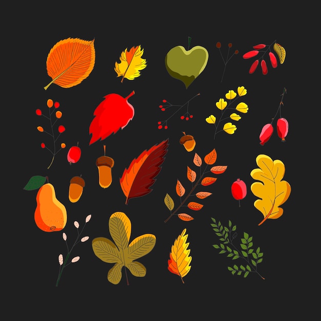 Colorful vector set of autumn leaves Maples oaks chestnut trees and elms leaves red berries and acorns Hand drawn illustration