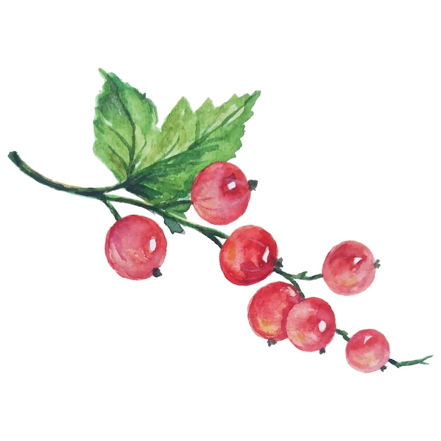 Colorful Watercolor Currant Branch With Red Berries