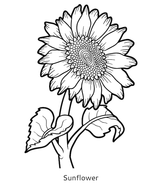 Coloring book for children, flower Sunflower