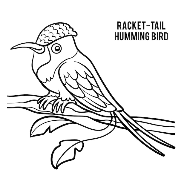 Coloring book for children, Racket-tail Hummingbird