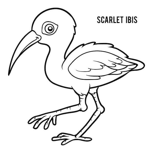 Coloring book for children, Scarlet ibis