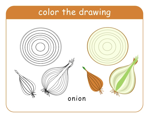 Coloring book for children Sliced onion head in color and black and white