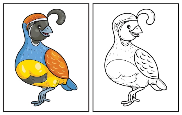 Coloring book cute quail Coloring page and colorful clipart character Vector cartoon illustration