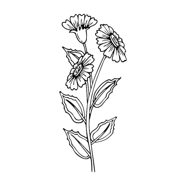 Coloring book daisy flower branch Garden flowering plant Hand drawn vector line art Coloring page for children and adults