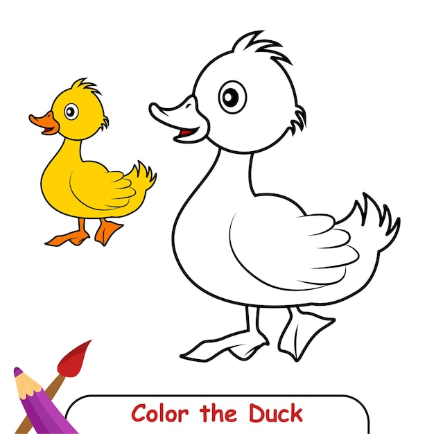 Coloring book for kids, Duck Vector Graphics