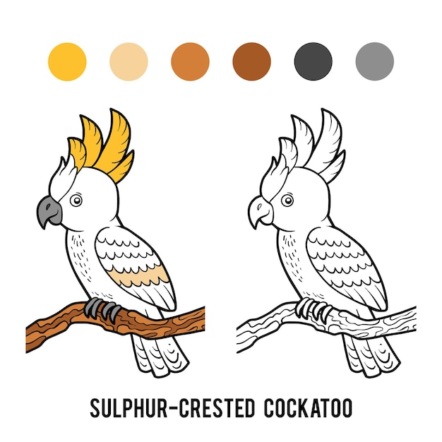 Coloring book Sulphurcrested cockatoo