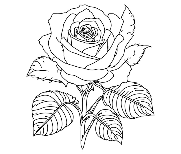 Coloring book Vector illustration of roses Line drawing Doodle pattern style coloring book page