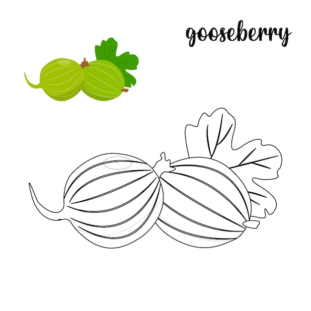 Coloring page, Gooseberry coloring page