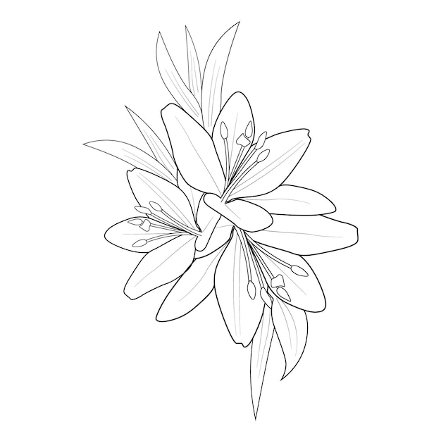 Coloring page hand drawn lily flower of vector illustration on white background clip art