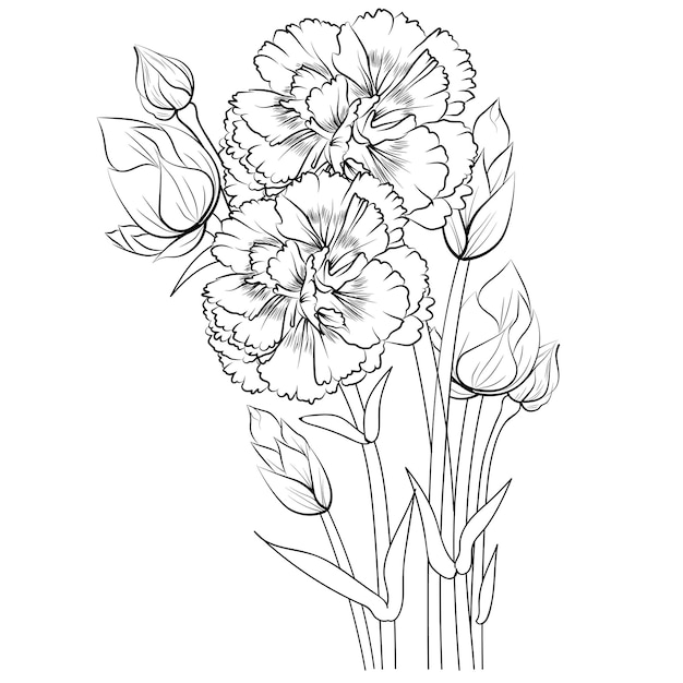 Coloring page with carnation flowers, hand drew dianthus-caryophyllus vector sketch ink illustration