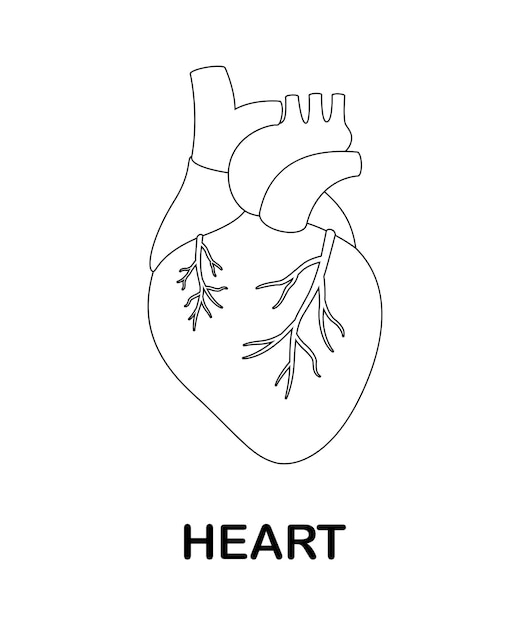 Coloring page with Human Heart for kids