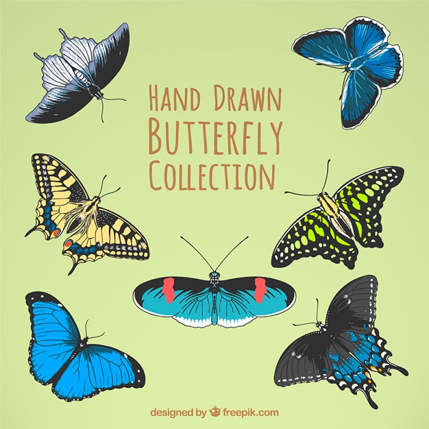 Colors sketches butterflies in realistic style