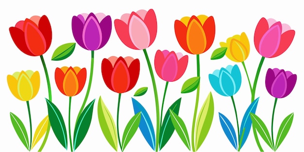 Colourful tulips isolated on white background