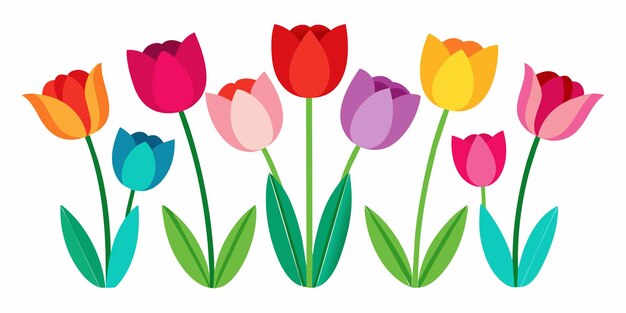 Colourful tulips isolated on white background