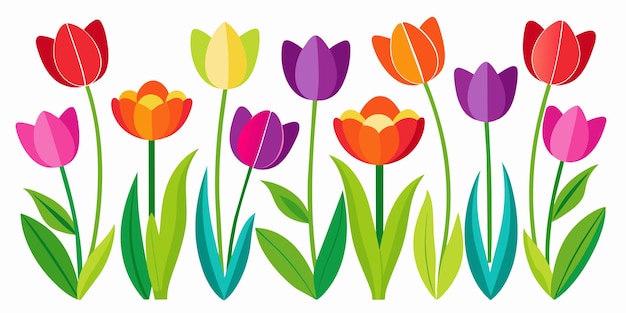 Colourful tulips isolated on white background