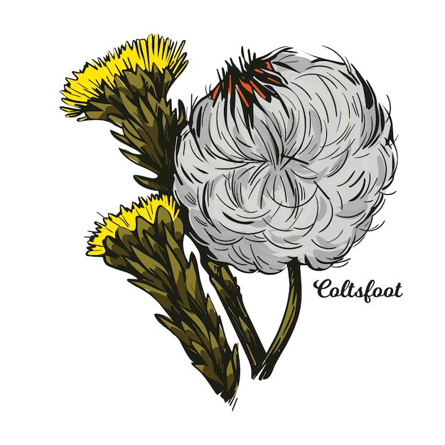 Vector coltsfoot coughwort, farfarae folium leaf, foalswort. tussilago farfara yellow flowers used in cosmetics. herb for treatment liver damage and cancer, alternative medicine.