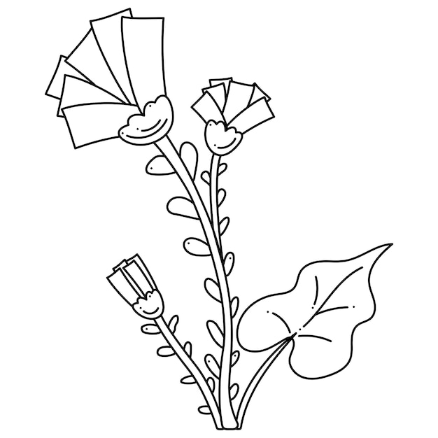 Coltsfoot doodle Medicinal plant Hand drawn outline vector illustration