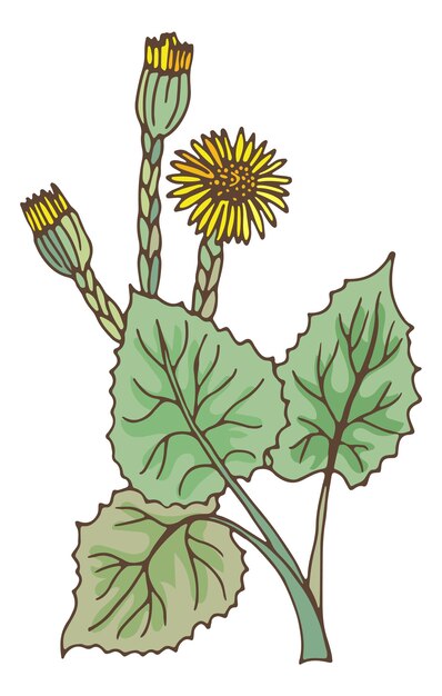 Vector coltsfoot plant with yellow flowers. natural green tussilago isolated on white background